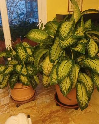 Dieffenbachia - rami per propagazione