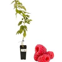 piante di lamponi rifiorenti spedizione disponibil