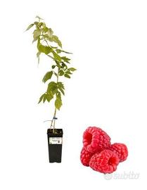 piante di lamponi rifiorenti spedizione disponibil