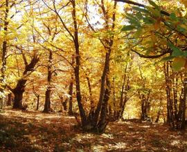 Castagneto e campo coltivabile