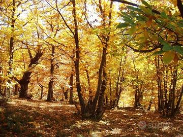 Castagneto e campo coltivabile