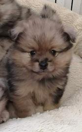 Adorabili Spitz Volpino Toy