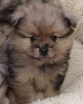 Adorabili Spitz Volpino Toy