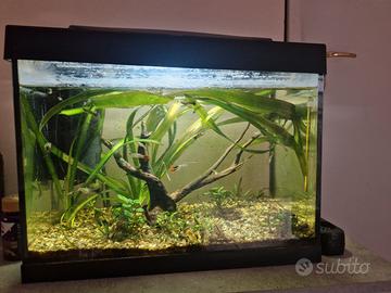 Acquario