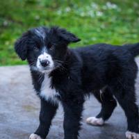 Cuccioli Border collie X Golden retriever
