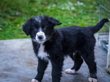Cuccioli Border collie X Golden retriever
