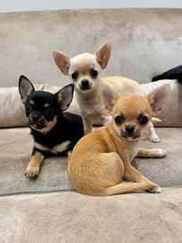 Cuccioli di Chihuahua - due maschi e una femmina