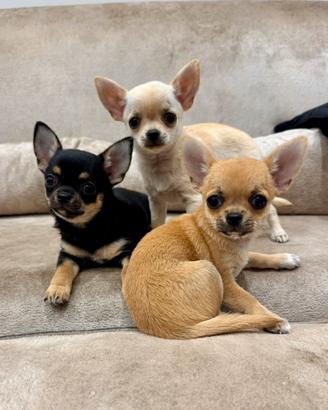 Cuccioli di Chihuahua - due maschi e una femmina