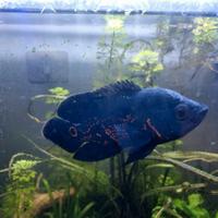 Tiger Oscar (Astronotus ocellatus)