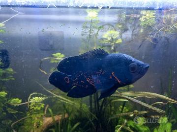 Tiger Oscar (Astronotus ocellatus)