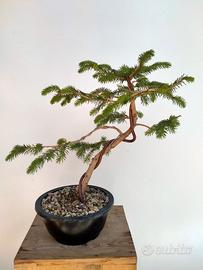 Bonsai abete