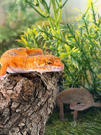 Geco Leopardini