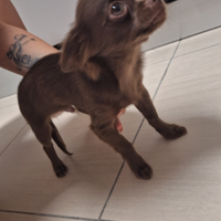 Chihuahua chocolate 4 mesi