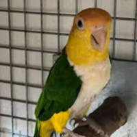 Caicco testa gialla femmina