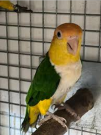 Caicco testa gialla femmina