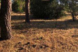 Terreno agricolo no casa