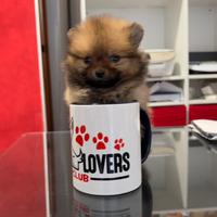 Pomerania maschio fulvo