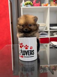 Pomerania maschio fulvo