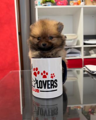 Pomerania maschio fulvo