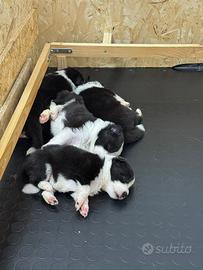 Border collie maschi con pedigree