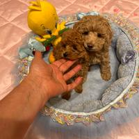 Barboncini toy e mini toy Pedigree ENCI