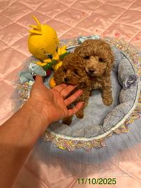 Barboncini toy e mini toy Pedigree ENCI