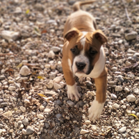 Amstaff cuccioli com pedigree