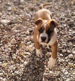 Amstaff cuccioli com pedigree