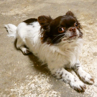 Chihuahua ciuaua ciwawa