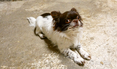 Chihuahua ciuaua ciwawa