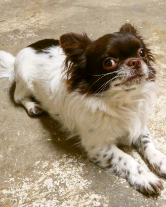 Chihuahua ciuaua ciwawa