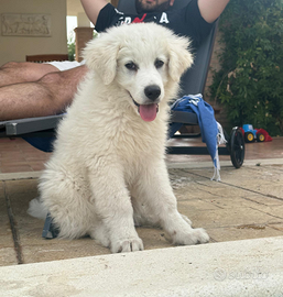 Cuccioli di pastore maremmano abruzzese
