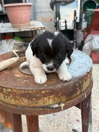 Cuccioli di cane