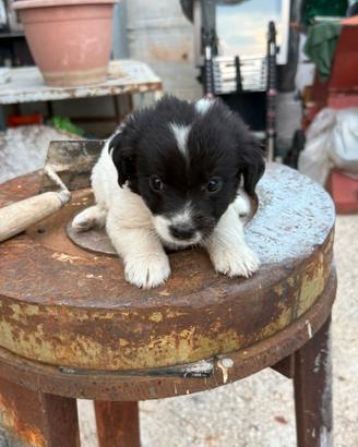 Cuccioli di cane