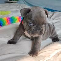 Bulldog francese femminuccia