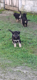 Cuccioli di Pastore Tedesco