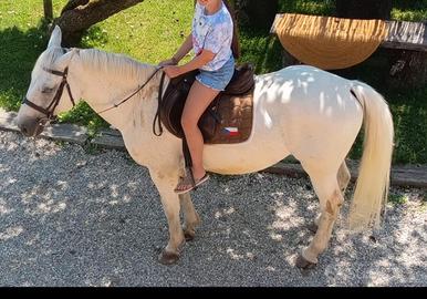 Cavallo