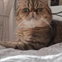 Exotic shorthair per accoppiamento