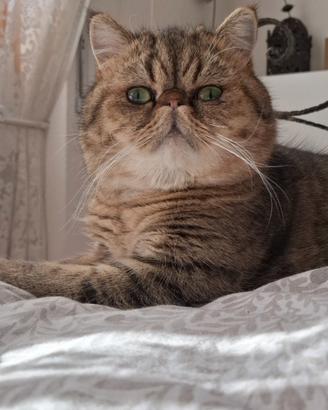 Exotic shorthair per accoppiamento