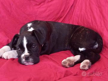 Cuccioli di boxer