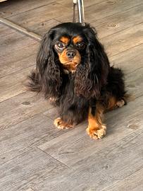 Cavalier King Charles Spaniel