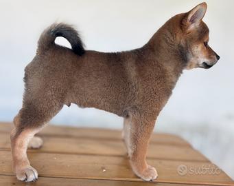 Cuccioli di shiba inu con pedigree ENCI