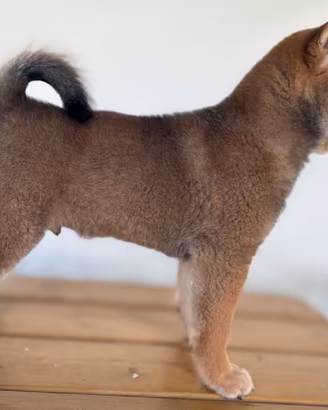Cuccioli di shiba inu con pedigree ENCI
