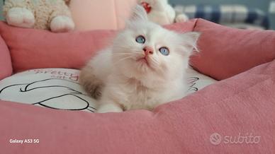 Cucciola di Ragdoll WhiteAngels True