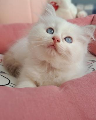 Cucciola di Ragdoll WhiteAngels True