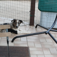 Cucciolo mettticio border collie di 4