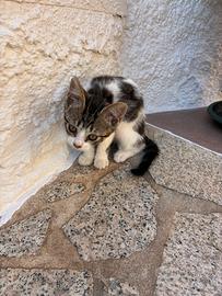 Gattini di 3/4 mesi