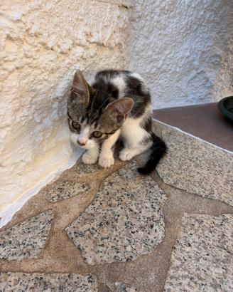 Gattini di 3/4 mesi