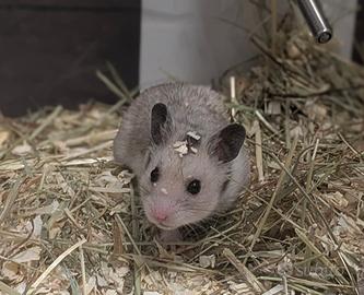 Criceto dorato