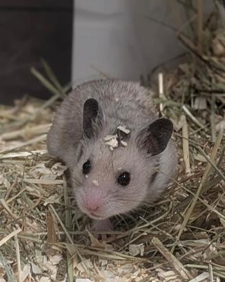 Criceto dorato